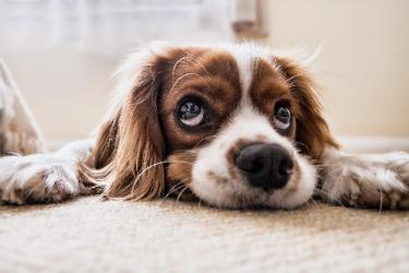 Carpet Cleaning For Pets in Prescott Valley, AZ