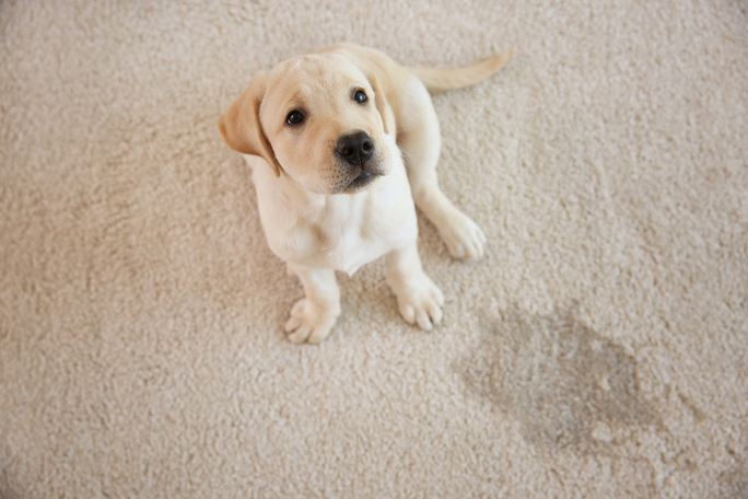 Should I Scrub Carpet Stains? Prescott Carpet Cleaning Pros