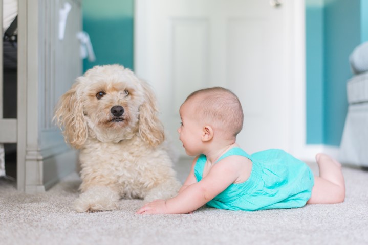 How Do Pros Remove Old Pet Stains from My Prescott Carpet?